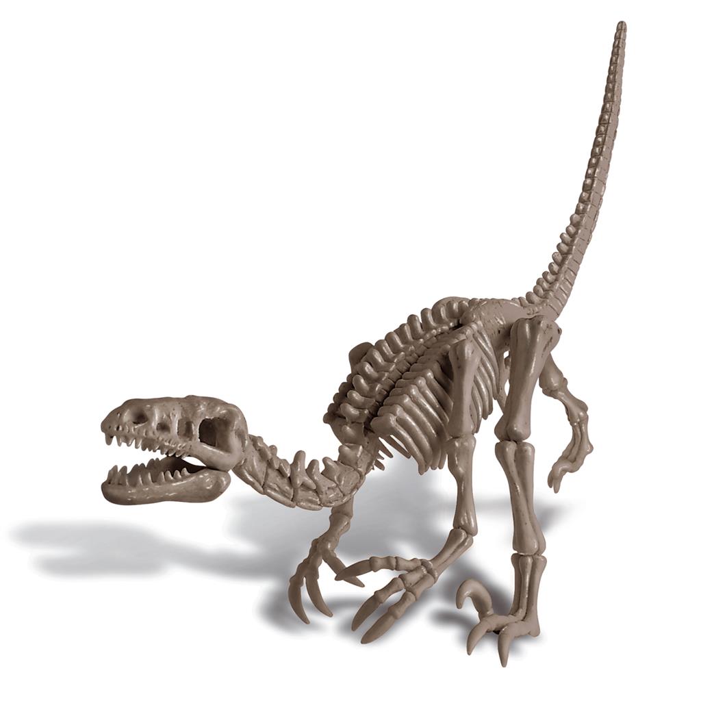 Graaf Je Dino Op Velociraptor