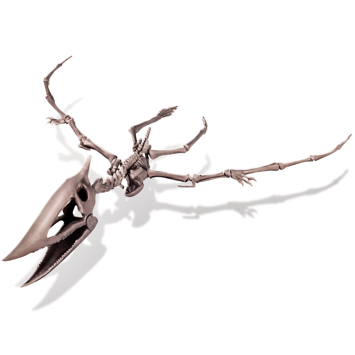 Graaf Je Dino Op Pteranodon
