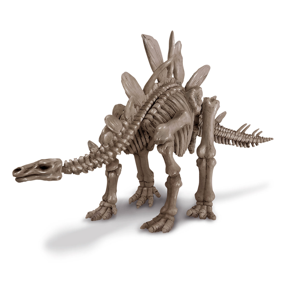 Graaf Je Dino Op Stegosaurus